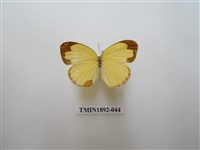 藏品(黃蝶)的圖片